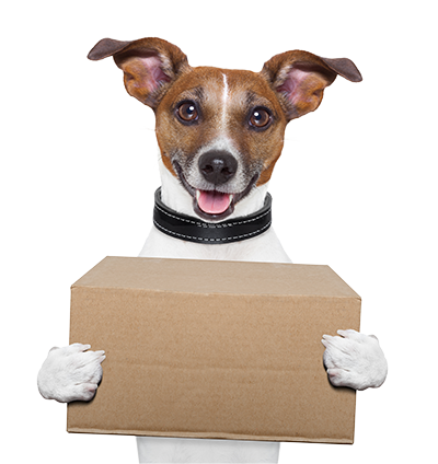 Dog with a box
